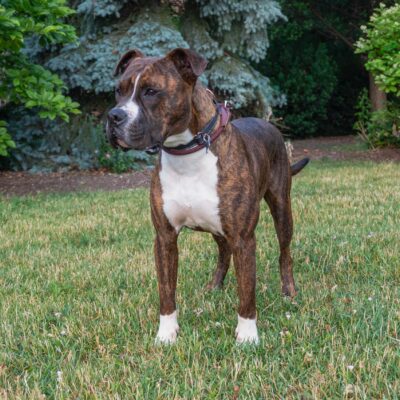 A Boxer/Bulldog Mix