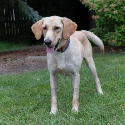 a yellow lab mix