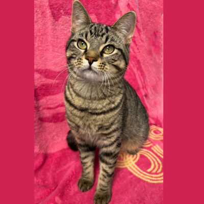Social male tabby