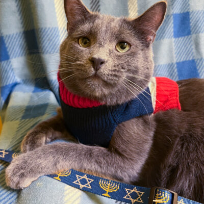 Chutzpah is a friendly gray male.