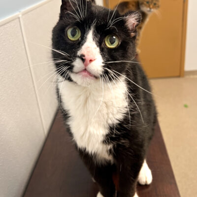 Bootsy is a male tuxedo domestic short hair that is quite friendly.