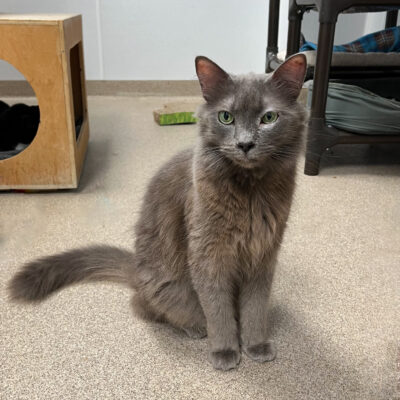 Grayson is a long furred gray male.