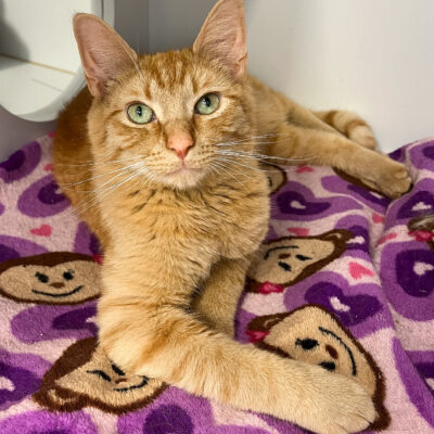 Friendly orange tabby