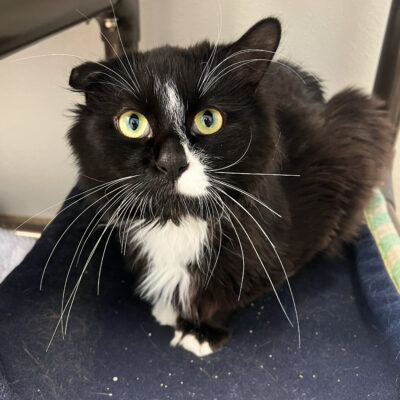 Friendly Fluffy Boy