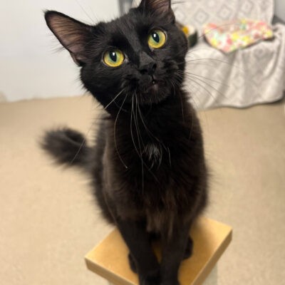 Sweet attention loving girl