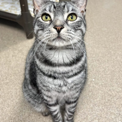 Handsome friendly boy
