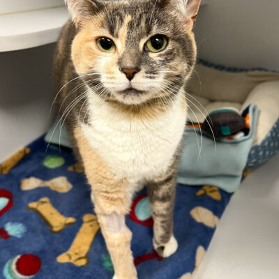 Friendly girl