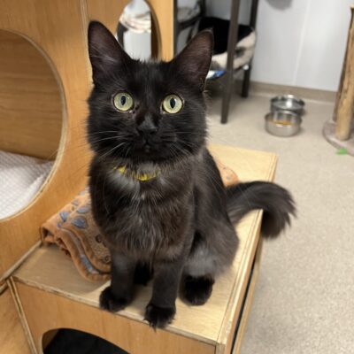Beautiful friendly girl