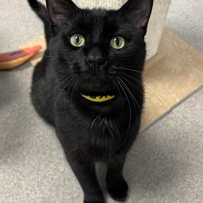 Friendly boy