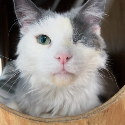 Pop Tart is an energetic domestic long hair male gray and white.
