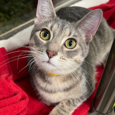 Playful friendly girl