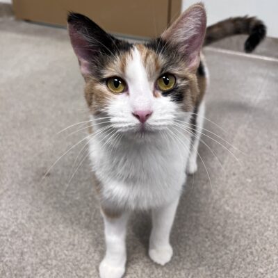 Sweet calico