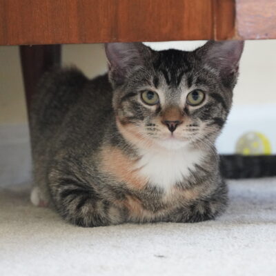 Abby is a friendly but shy female tabby with a white chest and paws.