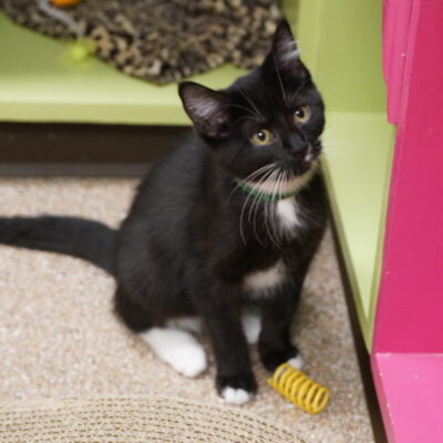 Annabelle is a very friendly black and white female.