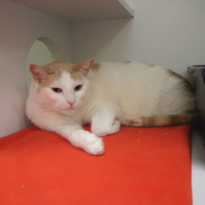 Arnold is a friendly orange and white male.