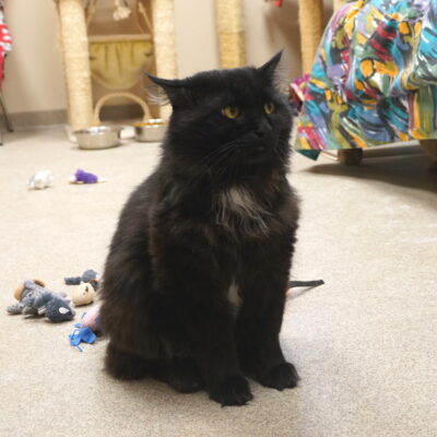 Augustus is a long furred black male.