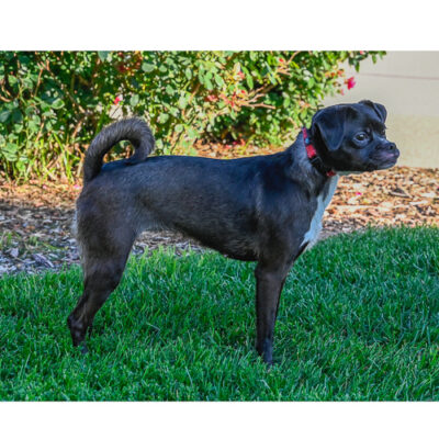Pug mix