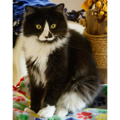 Beamer is a long furred black and white male.