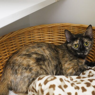 Betty is a female tortie.
