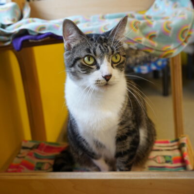 Betty is a friendly female brown tabby on white