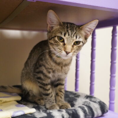 Bisky is a female brown tabby.