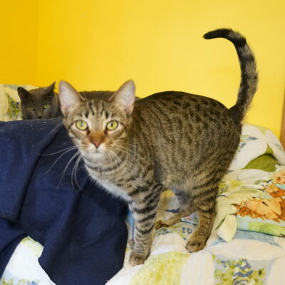 Bisky is a female brown tabby.