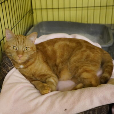 Bolt is a friendly orange male tabby.