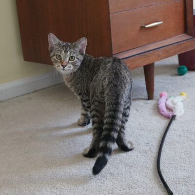 Bradley is a brown male tabby.
