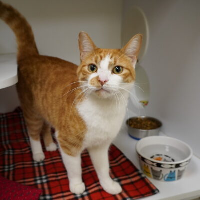 Butter is a friendly orange and white male.