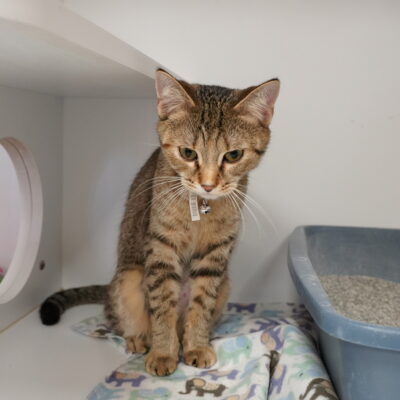 Callie is a friendly and playful female brown tabby.