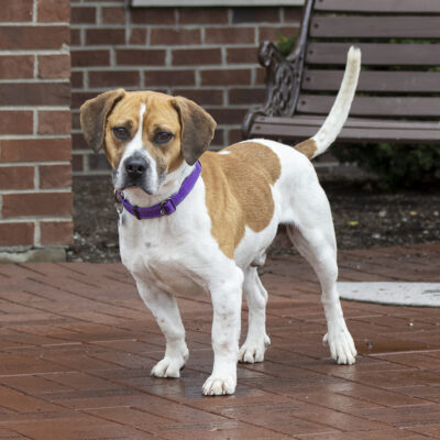 Beagle/Basset Hound mix