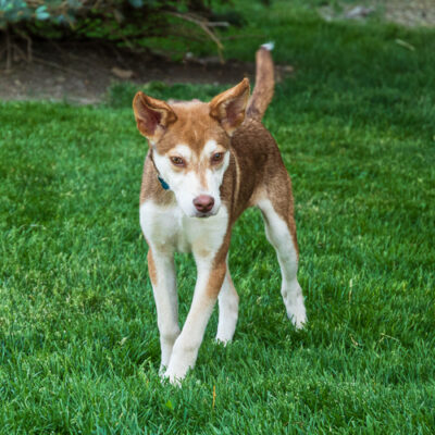 Husky mix