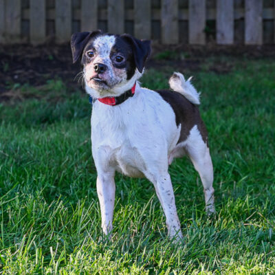 Pug mix