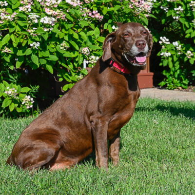 Lab mix