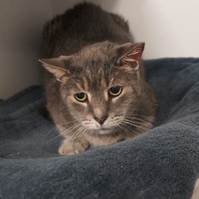 Christo is a friendly male gray tabby.