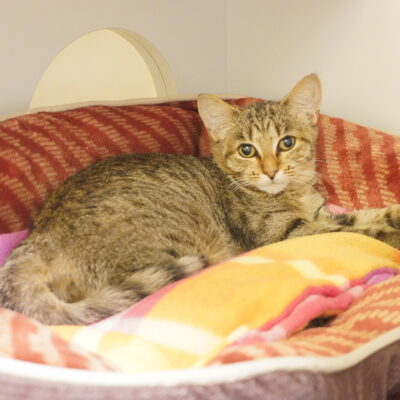 Cleo is a small brown female tabby.