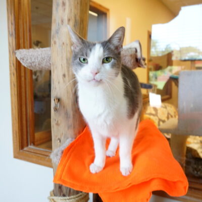Cuddles is a very friendly light gray and white male.