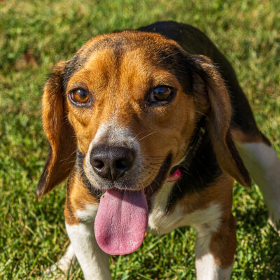 Beagle