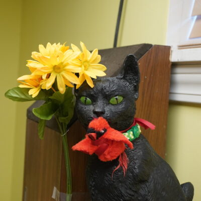 Damien is a very special black male cat with glowing green eyes.
