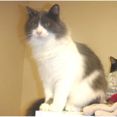 Dancer is a handsome gray and white male with medium length fur.