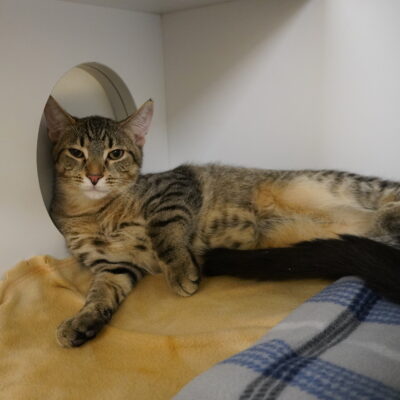 Desmond is a brown male tabby.