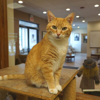 Dexter is a very friendly orange and white male.
