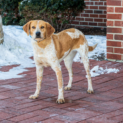 Hound mix