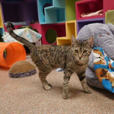 Emma is a young female brown tabby