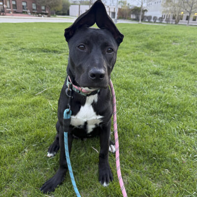 Lab mix