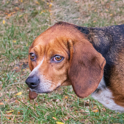 Beagle mix