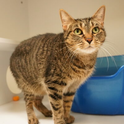 Francis is a brown female tabby.