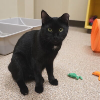 Frankie is a black male with a little white on his chest