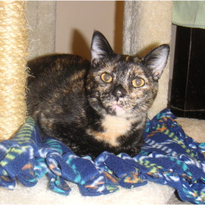 Ginger is a small female torti with a tan chest.