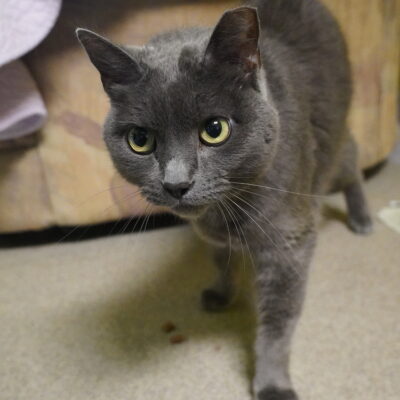 Gray-Boy is a friendly gray (not Russian Blue) male.